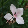 Pink Gaura flower. (Gaura lindheimeri)