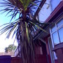 The palm in question