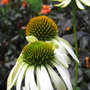 Botanic Gardens Leicester