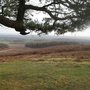 Bradgate Park