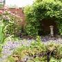 I trained a Rosa Rugosa to arch behind our small pond (Rosa Rugosa)