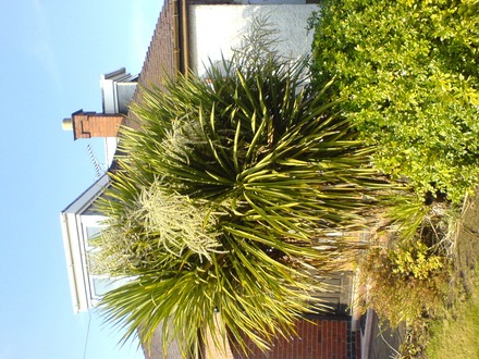 torbay palm (Cordyline australis)