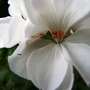 Geranium nodosum