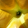 Brugmansia suaveolens