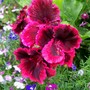 Pelargonium (Pelargonium)