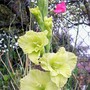 Still going strong - dispite all the wind and rain (Gladiolus)