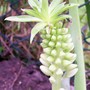 Eucomis autumnalis (Amathunga)