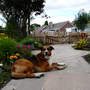 Wizzy surveying his garden