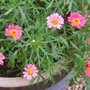 More flowers (Marguerite)