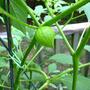 Tomatillo fruit (physalis philadelphica)