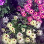 Livingston Daisies (Mesembryanthemum)