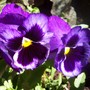 Pansies