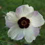 Hibiscus trionum