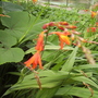 Crocosmia [Montbretia] 08.08 (Crocosmia x crocosmiiflora)