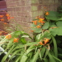 Montbretia [Crocosmia] 08.08