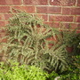 Variegated Cotoneaster [Atropurpureus/Horizontalis 'Variegatus'] 08.08 (Cotoneaster atropurpureus / horizontalis 'Variegatus')