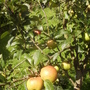 Family Apple Tree ready for Harvesting 08.08 (Malus domestica (Vistabile))