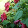  Hibiscus (Hibiscus moscheutos (Giant Mallow Marvels))
