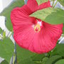  Hibiscus (Hibiscus moscheutos (Giant Mallow Marvels))