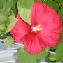  Hibiscus (Hibiscus moscheutos (Giant Mallow Marvels))