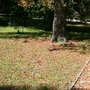 Hungarian Botanical garden 5.