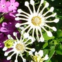 Botanical gardens 7