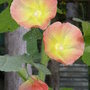  Alcea rosea (Alcea rosea)