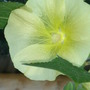 Alcea rosea (Alcea rosea)