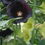  Alcea rosea (Alcea rosea)