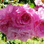 Botanical gardens 8