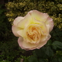 'Peace' Rose 08.08 (Rosa 'Peace'  [Hybrid Tea] 'Peace')