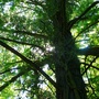 Hungarian Botanical garden 9.