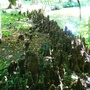 Botanical gardens 9