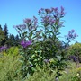 Botanical gardens 13