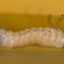 Cockchafer larvae