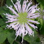 Monarda lavendar (Monarda didyma (Bergamot))