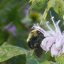  MONARDA- LAVENDAR (Monarda didyma (Bergamot))