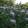  MONARDA- LAVENDAR (Monarda didyma (Bergamot))