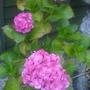 Hydrangea (Mophead hydrangeas)