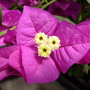 Bougainvillea