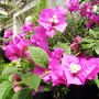 Bougainvillea