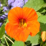 New nasturtium in the Ageretum