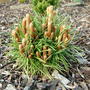 Pinus sylvestris 'Slama 2' (common name; Scots pine)