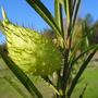 Cotton bush (Gomphocarpus fruticosus)