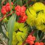 Eucalyptus erythrocorys (Eucalyptus erythrocorys)
