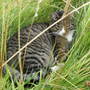 Sox Snoozing In Long Grass Area