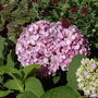 'Endless Summer' Hydrangea (Hydrangea macrophylla (Hortensia))