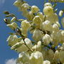 Yucca (Yucca filamentosa (Adam's needle))