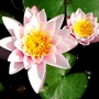 Water lilies (Nymphaea alba (Nenufar Blanco))