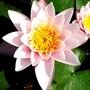 Water lily (Nymphaea alba (Nenufar Blanco))